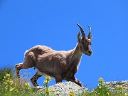 52 Stambecco passa sopra di noi (2)